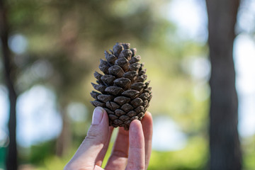 Pine cone autumn
