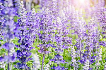 Naklejka premium lavender flowers.