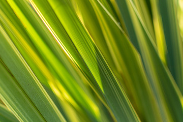 Abstract green grass
