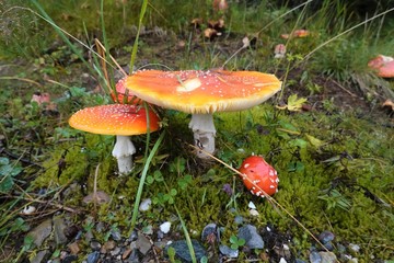 Giftpilze in der herbstlichen, nassen wiese
