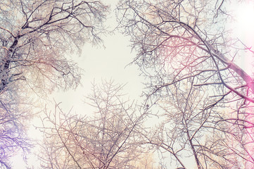 Background of snow-covered trees. Beautiful landscape trees and branches in winter frost at dawn. Shining cold in the winter Park. Christmas background