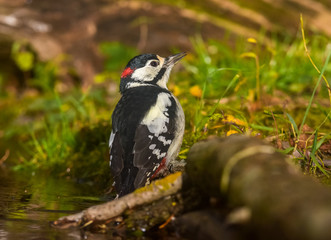  Great Spotted Woodpecker