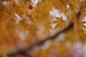 紅葉の風景