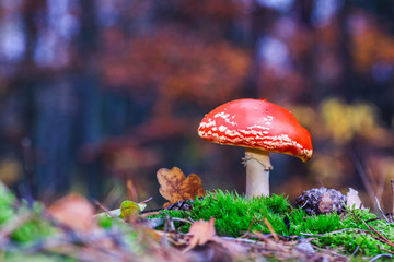 Muchomor © R.Jaszczynski