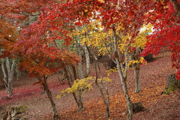 紅葉の風景