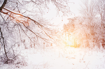 Beautiful landscape trees and branches in frost in winter at dawn. Shining cold in the winter Park....