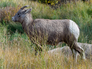 Big Horned Sheep
