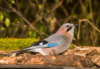 jay