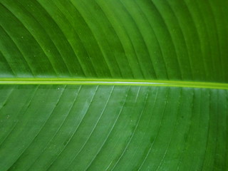 Leaf banana