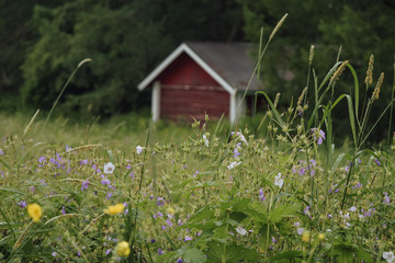 Wild flowers, herbs, ears and red wooden farm barn in finnish countryside, forest at background, selective focus
