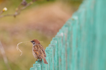 Mazurek (Passer montanus)