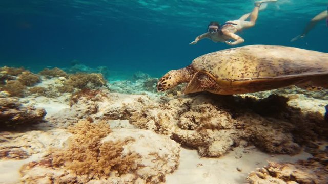 Underwater shot of fishies and  turtle at the bottom of the sea, as a beautiful young woman free diving in the background, watching marine life scene in bikinis, snorkel kit with flippers. 