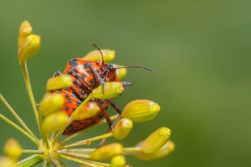Strojnica baldaszkówka (Graphosoma lineatum) © R.Jaszczynski
