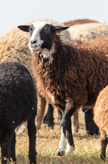 Fototapeta premium Sheep graze in the meadow