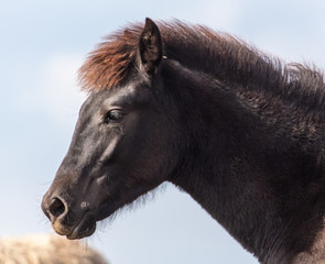 Fototapeta premium Portrait of a horse in a pasture