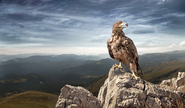 an eagle sits on a stone in the mountains