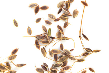 Dill seeds isolated on a white background