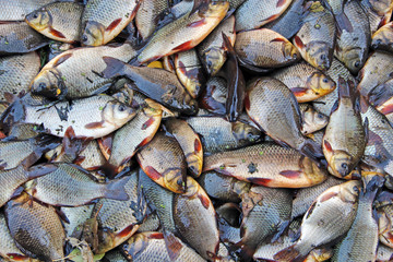 Caught crucians and pikes. Successful fishing. Fresh fish carps and pikes