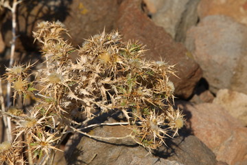 Extraordinary prickly flower Golden in the rays of the setting sun on a blurred background of stones.Camel grass.Turkish thorn with long needles in the fall on the hillside just outside of Bodrum