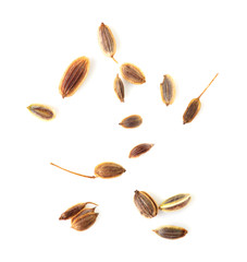 Dill seeds isolated on a white background