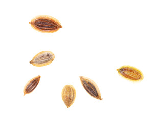 Dill seeds isolated on a white background