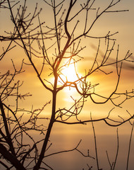 Leafless tree branches at dawn of the sun