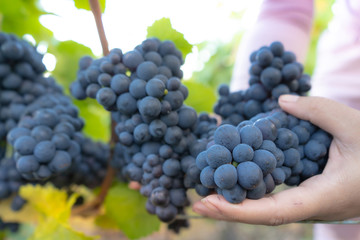 grapes in hands. harvest in france