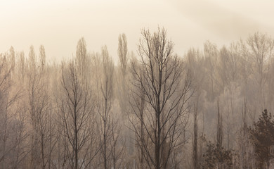 Leafless tree branches at dawn of the sun