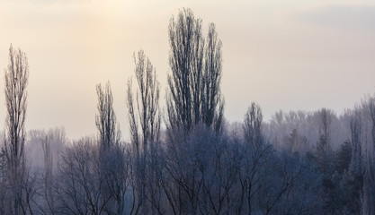 Leafless tree branches at dawn of the sun