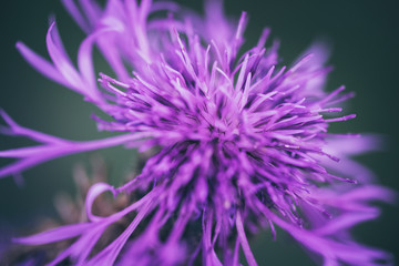 closeup of purple flower