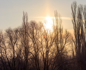Fototapeta premium Leafless tree branches at dawn of the sun