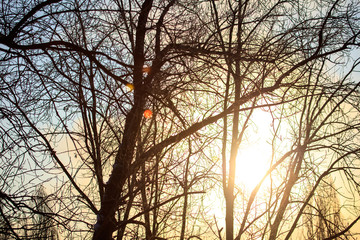 Leafless tree branches at dawn of the sun