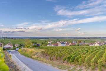 Scenic landscape in the Champagne, Vineyards in france