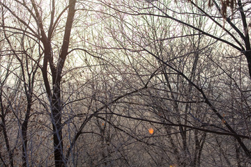 Obraz premium Leafless tree branches at dawn of the sun