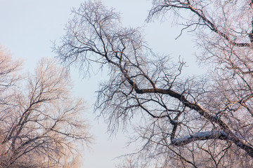 Leafless tree branches at dawn of the sun