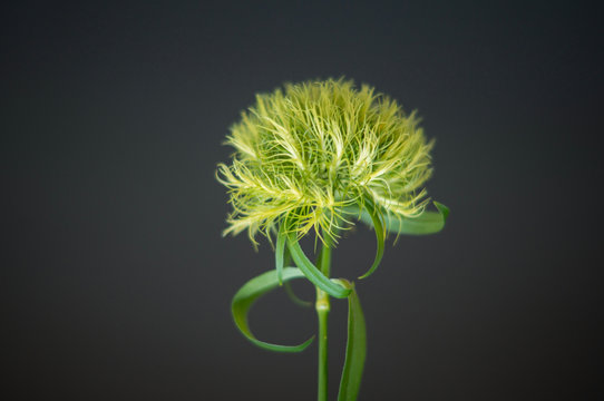 Green Flower On Black Background