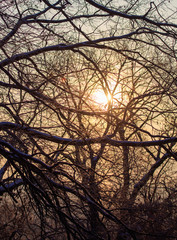 Leafless tree branches at dawn of the sun