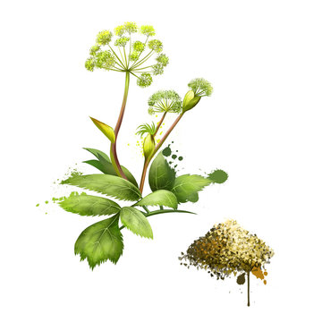 Angelica forest or woodland. Angelica sylvestris. Species of genus Apiaceae. Large bipinnate leaves and compound umbels of white or greenish-white flowers. Dried Garden Angelica. Digital art image.