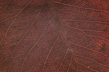 Naklejka na ściany i meble Autumn leaves structure, brown nature background. Leaf vein pattern. Macro photography high resolution.
