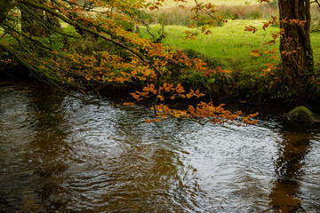 Orange and copper Autumn coloured leaves over a river