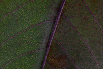 Naklejka na ściany i meble leaf super macro closeup. showing details and red veins, abstract foliage background. Macro photography high resolution.