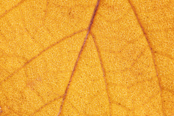 Leaf structure, yellow nature background. Leaf vein pattern. Macro photography high resolution.