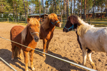 Small horses on the paddock, sominy, Pomerania, Poland. - obrazy, fototapety, plakaty
