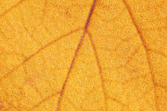 Leaf Structure, Yellow Nature Background. Leaf Vein Pattern. Macro Photography High Resolution.