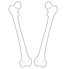 Femur Bone. Vector illustration-1