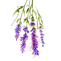 Lavender isolated. Lavandula or lavender. Flowering plant in the mint family, Lamiaceae. Lavandula angustifolia. Herbs spices. Healthy food natural organic plant. Cosmetic ingredient. Digital art