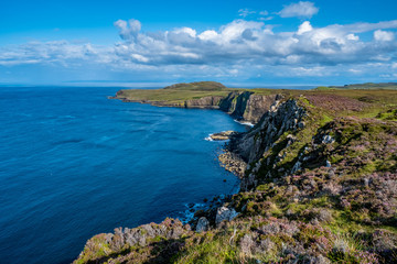 Fototapeta na wymiar Erika blüht über den Klippen der Isle of Skye