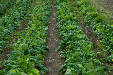 Fototapeta na wymiar Field of ripe green fresh spinach growing