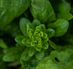 Close up on vibrant ripe green fresh spinach growing in a garden