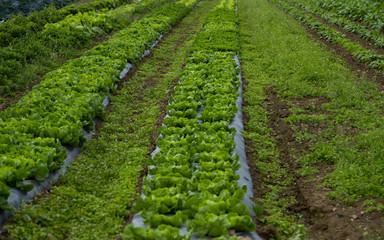 Fototapeta na wymiar Selective focus on field of vibrant green lettuce growing in a garden